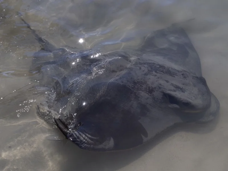 Myliobatus tenuicaudatus (Southern Eagle Ray) … view sighting by Stewart (ALCW)