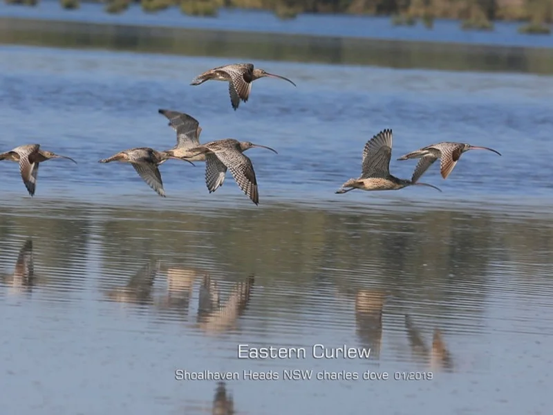 Eastern Curlew ( Numenius madagascariensis ) … view sighting by Charles Dove (ALBC)