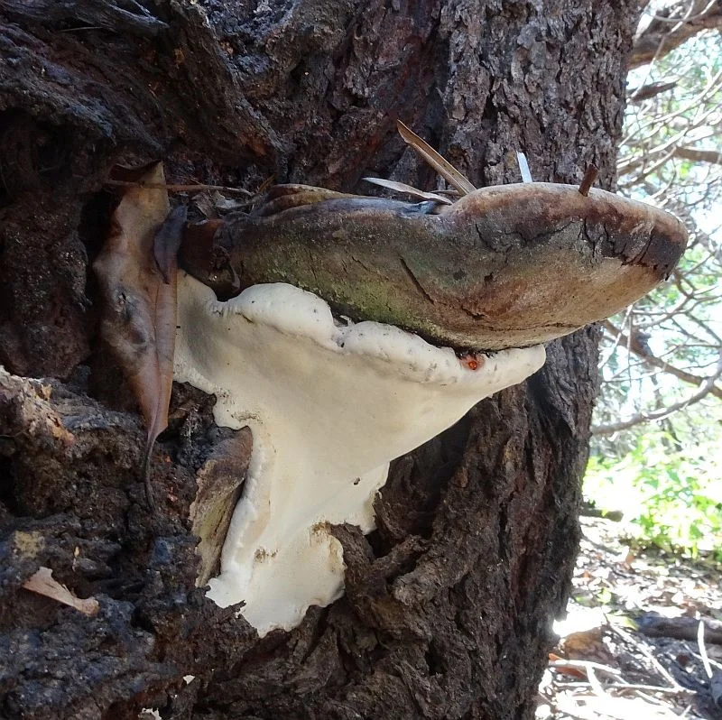 A woody polypore fungus - yet to be identified … view sighting by Jackie Miles (ALCW)