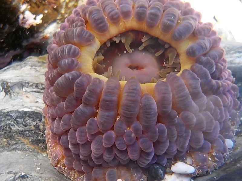Phlyctenanthus australis (Brain or Mulberry Anemone) …. view sighting by Helen R (ALBC)