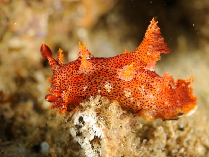 Plocamopherus imperialis (a nudibranch) … view sighting by Libby Hepburn (ALCW)