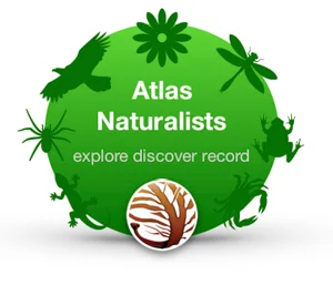 atlanats logo.jpg