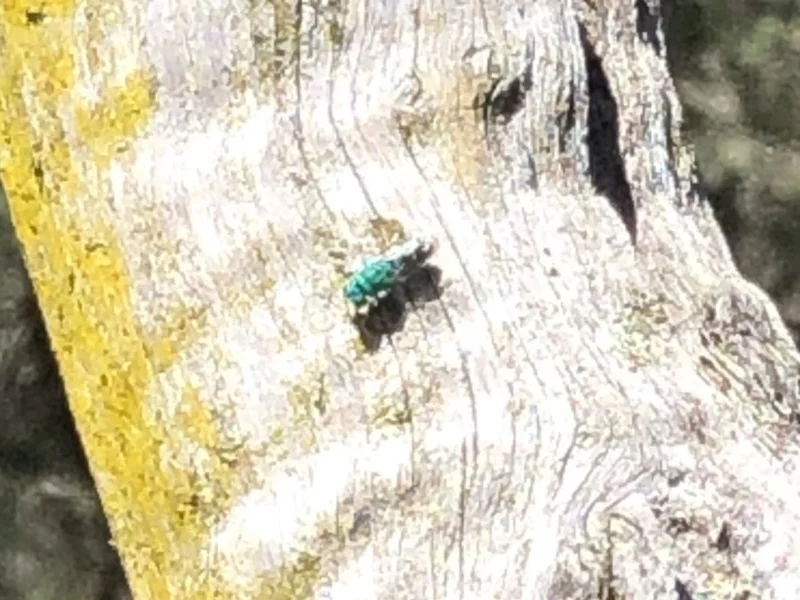 Cuckoo wasp (Chrysididae) by Loki Lambert (click for details)
