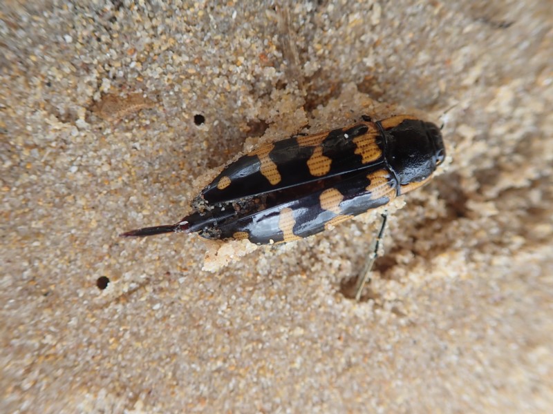 jewel beetle (Order: Coleoptera) photo by Liz