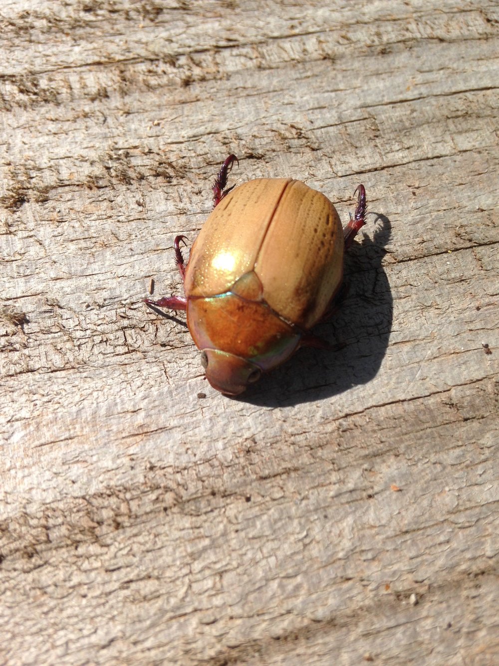 christmas beetle (Order: Coleoptera) photo by Kaye