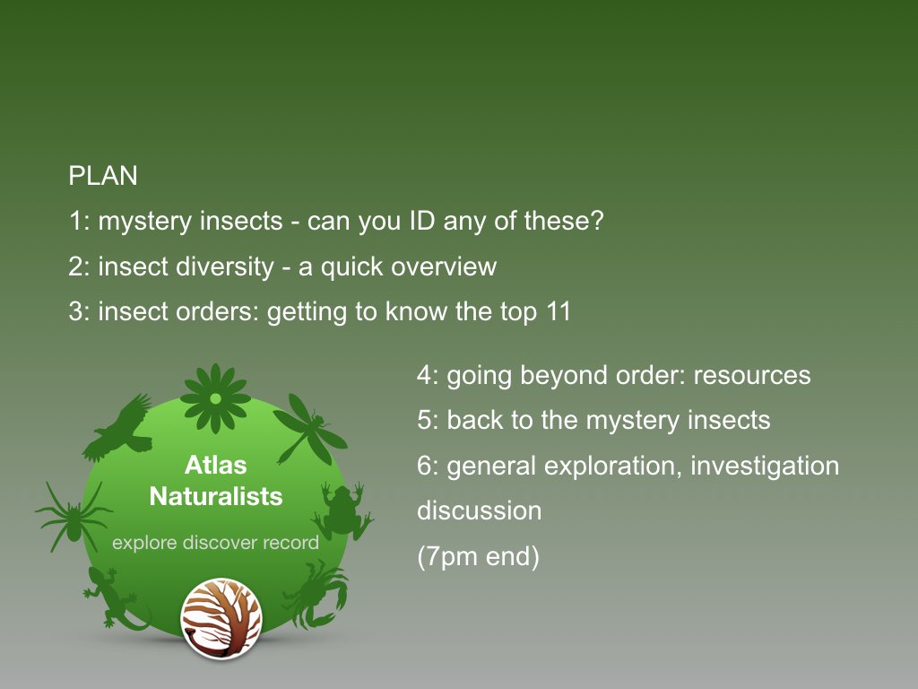 Workshop1 insect classification.001.jpeg