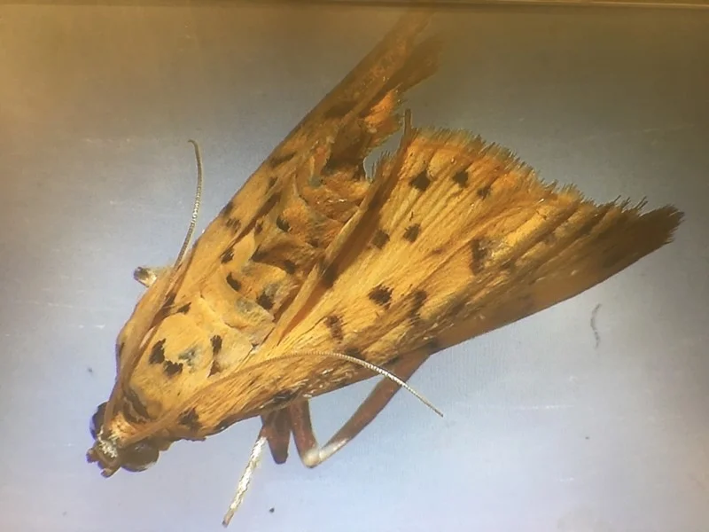 moth (Order: Lepidoptera) photo by Andrew