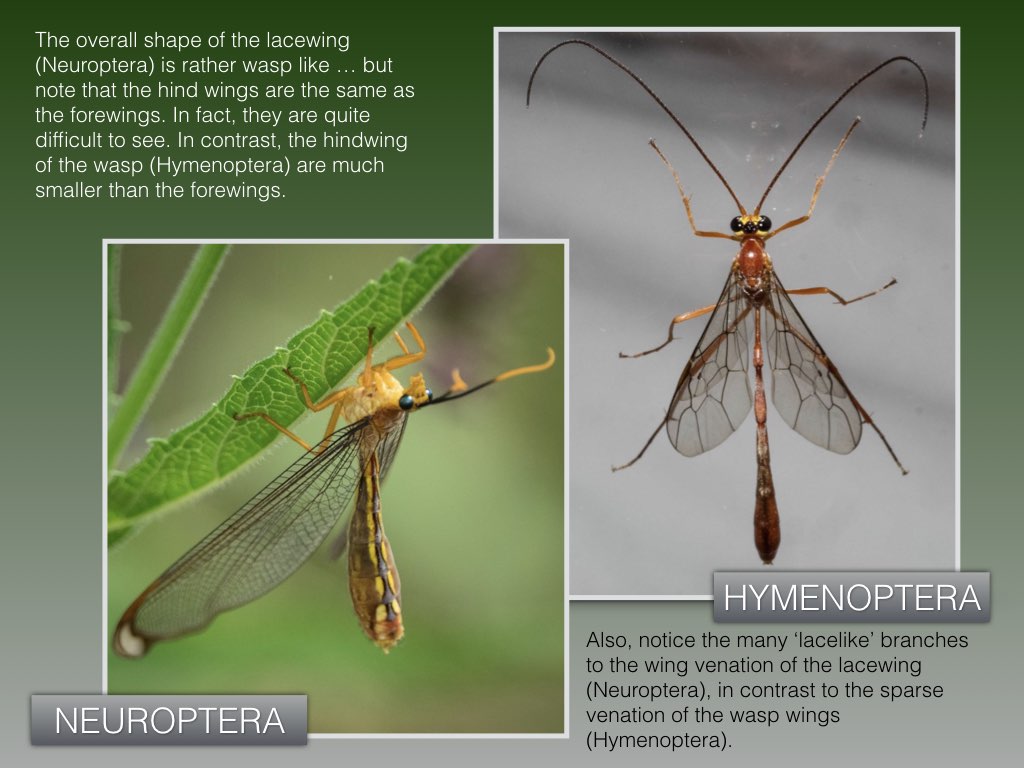 Workshop1 insect classification 2.003.jpeg