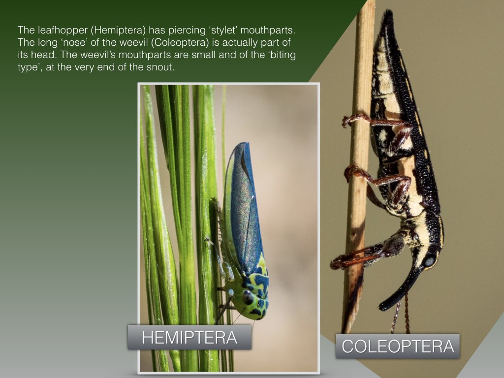 Workshop1 insect classification 2.007.jpeg