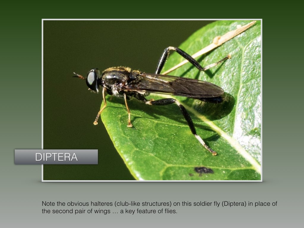 Workshop1 insect classification.010.jpeg