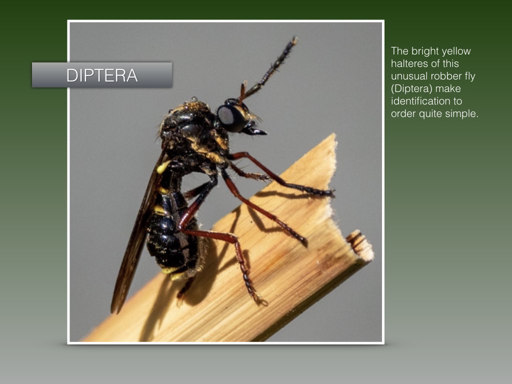 Workshop1 insect classification.018.jpeg