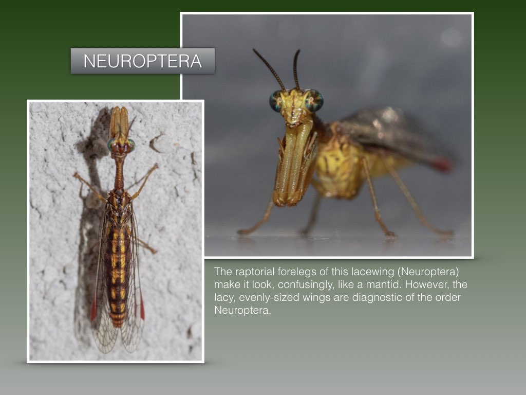 Workshop1 insect classification.031.jpeg