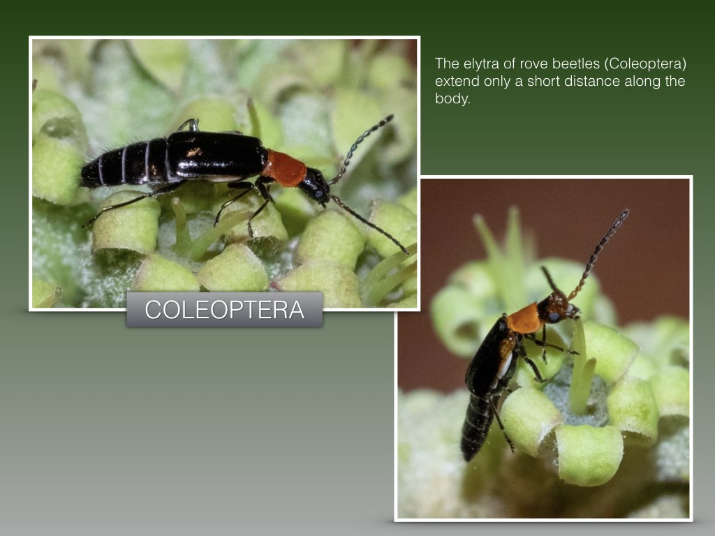 Workshop1 insect classification.033.jpeg