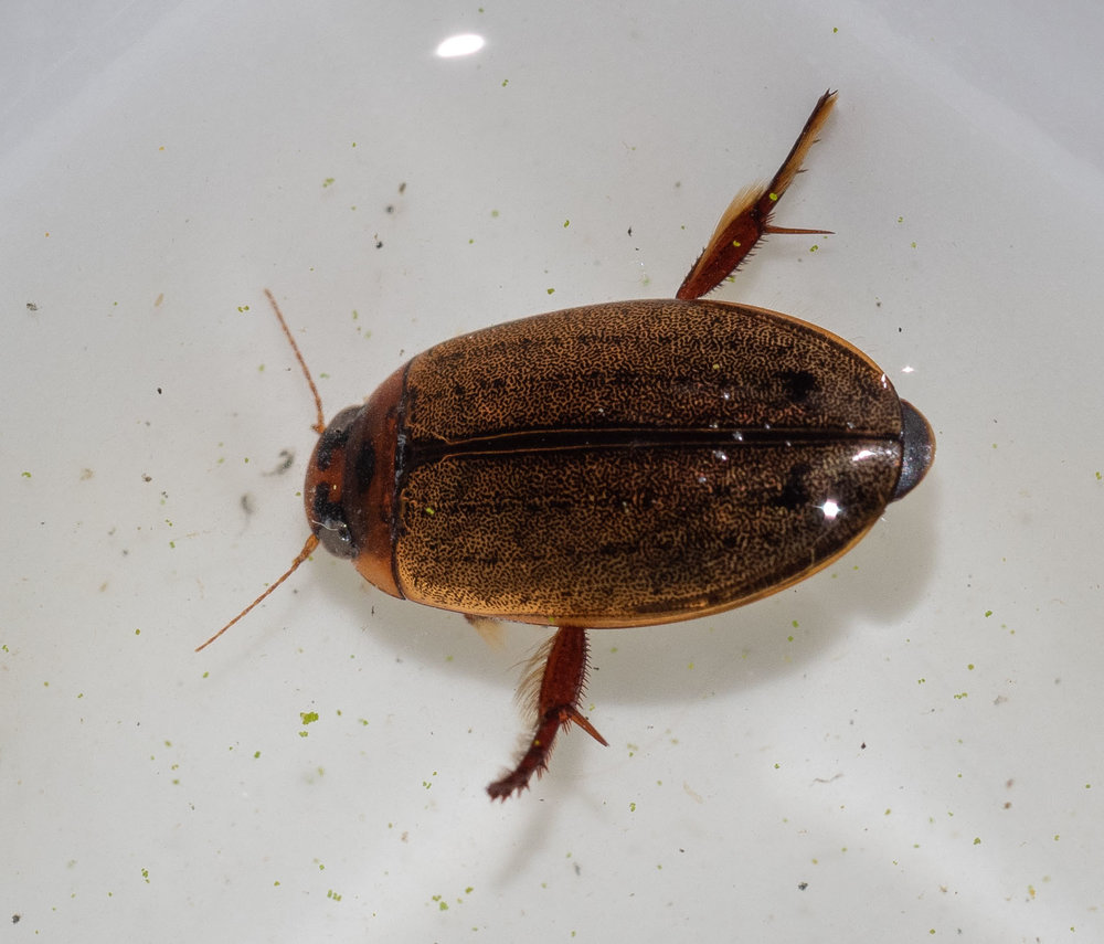 diving beetle (Order: Coleoptera)
