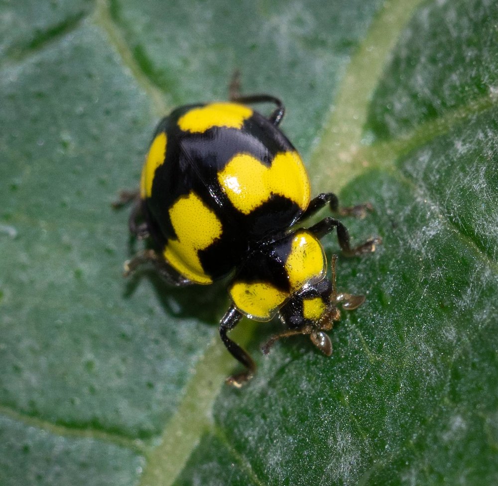 ladybird beetle (Order: Coleoptera)