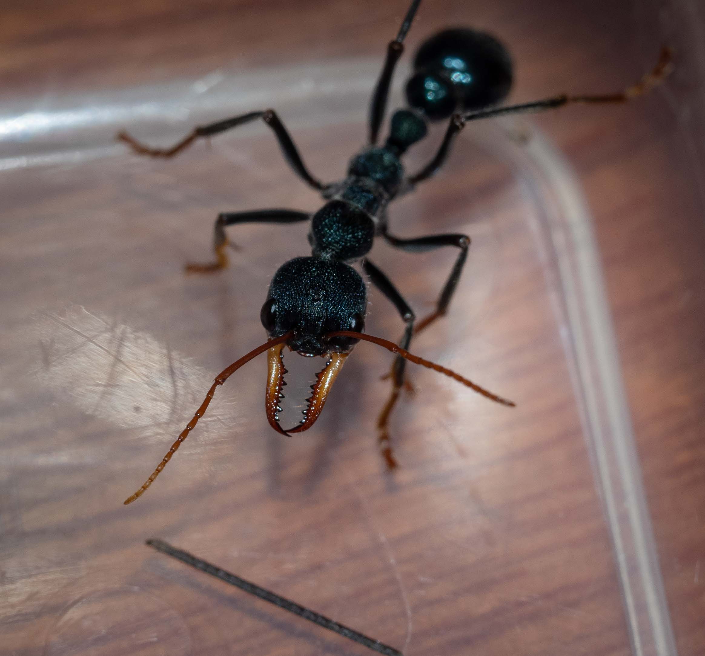 bull ant (Order: Hymenoptera)