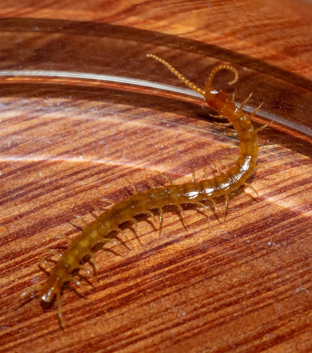 centipede ... not an insect