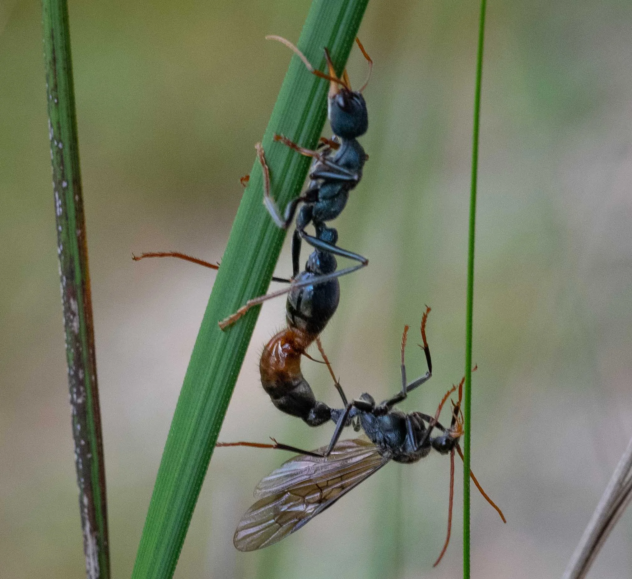 Order: Hymenoptera; Family: Formicidae; Genus: Myrmecia ; Species: M. tarsata