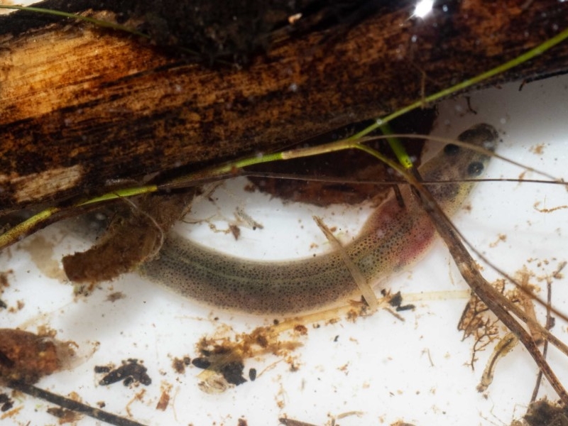 short-finned eel (predator, scavenger)