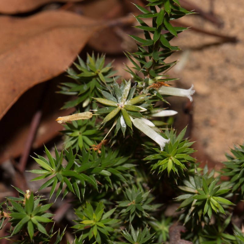 Beard-heath (June 2018, Bournda)