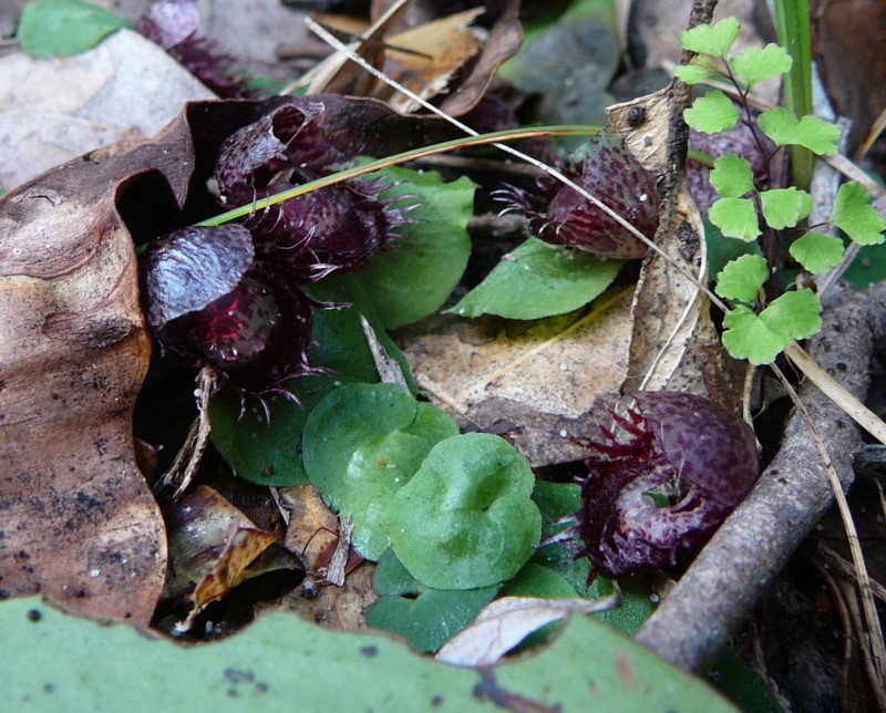 Fringed Helmet Orchid (June 2011, Mallacoota)