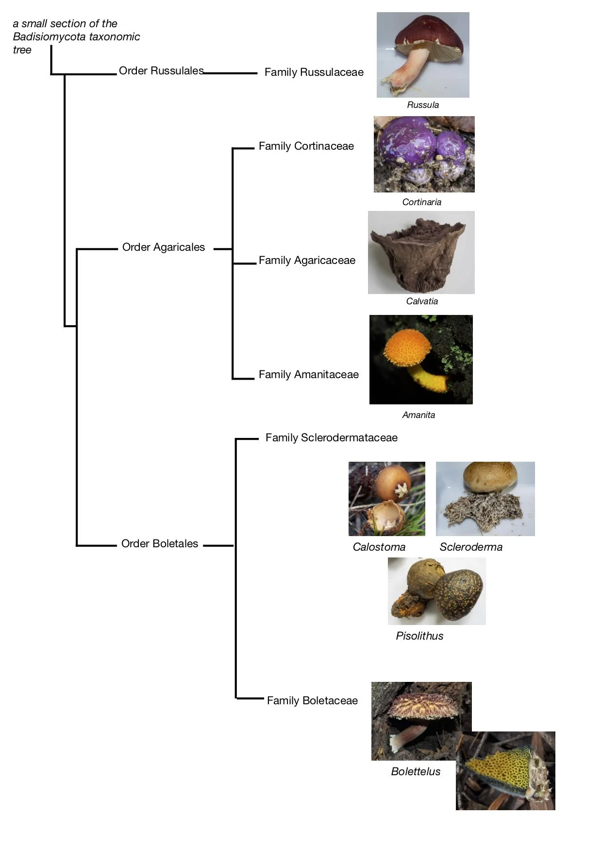 Evolutionary relationships between some familiar fungi