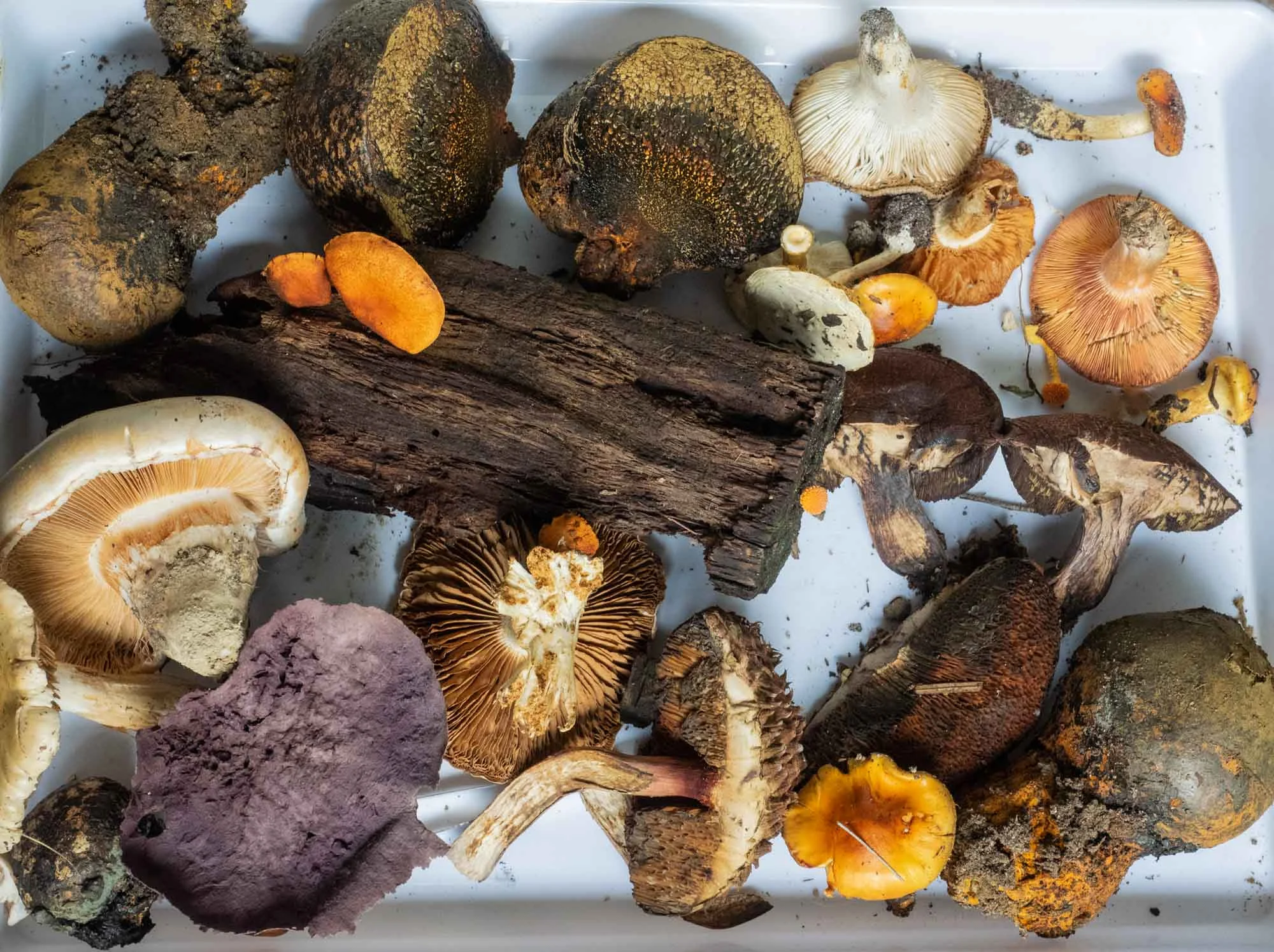 Some of the mushrooms and other fungi brought along to the Workshop