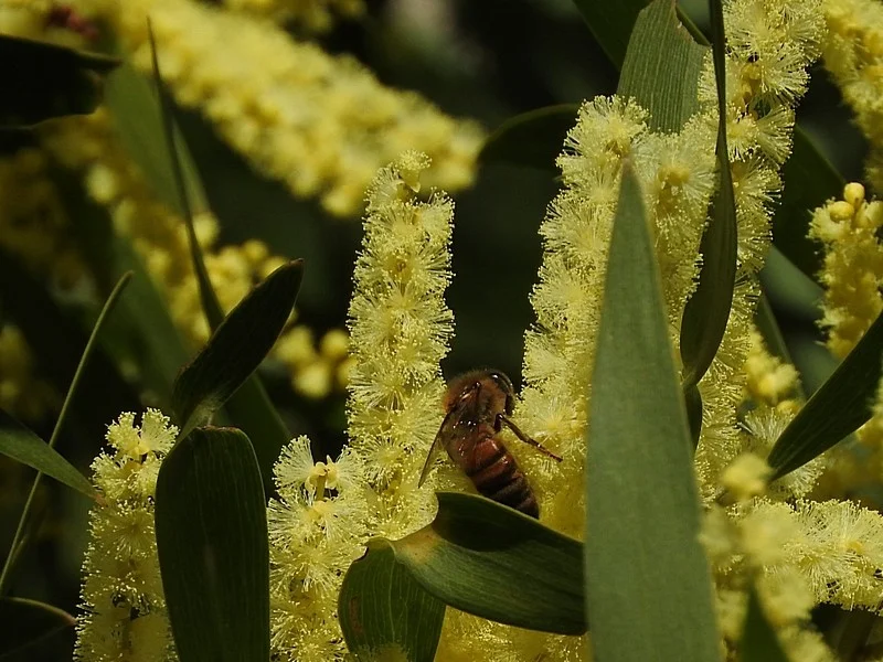 Acacia floribunda , with visiting honey bees … and what look to be tiny native bees hidden among the stamens (top right and bottom left). Image: Max Campbell (see NatureMapr sighting, 2nd Aug, 2019)