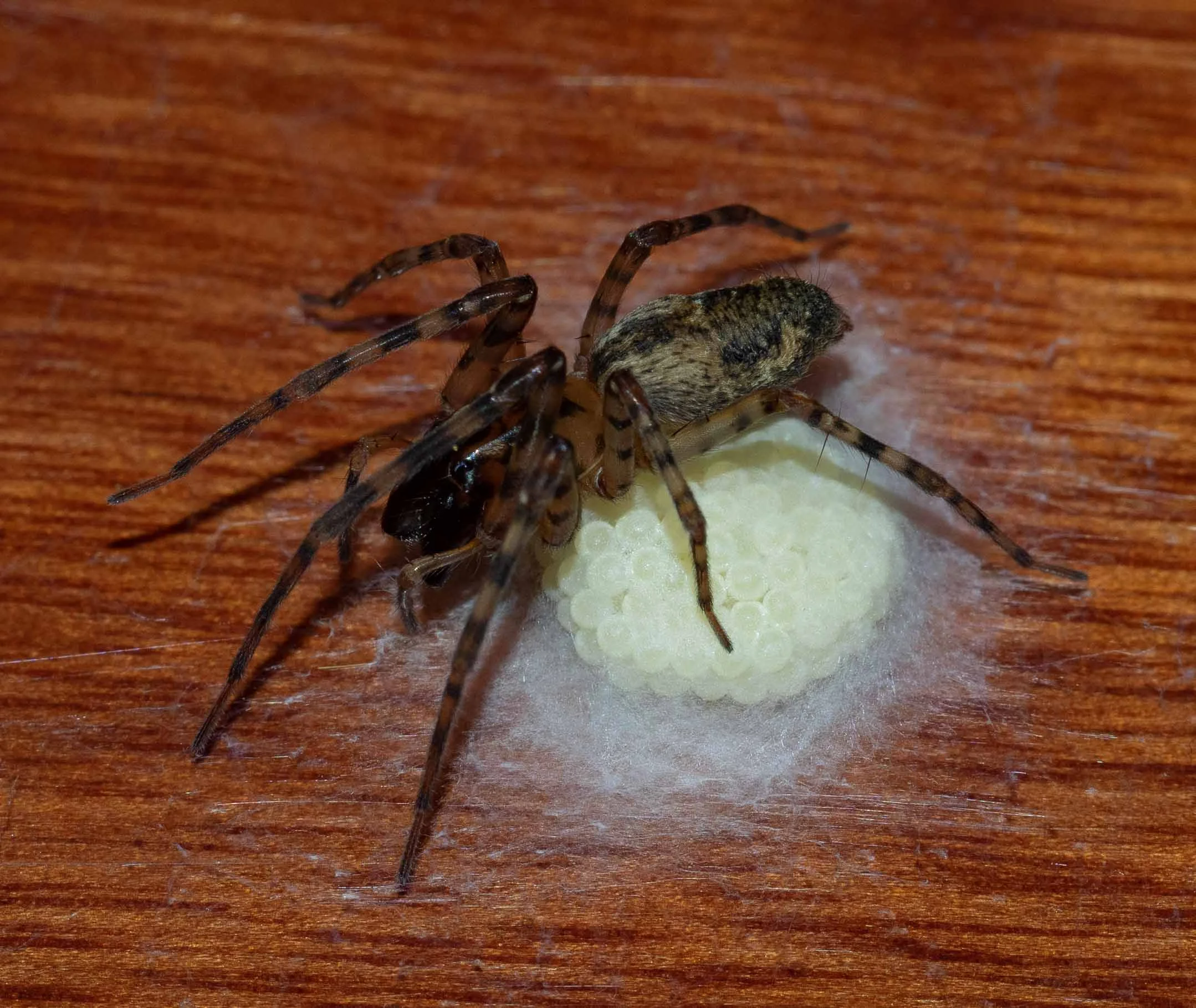 BREAKING NEWS! Remember the fat-bodied, sluggish desid spider? Overnight on Saturday she laid a clutch of eggs in a beautiful silken egg case. Had it been just a few hours earlier she would have really been the star of the workshop! Family: Desidae