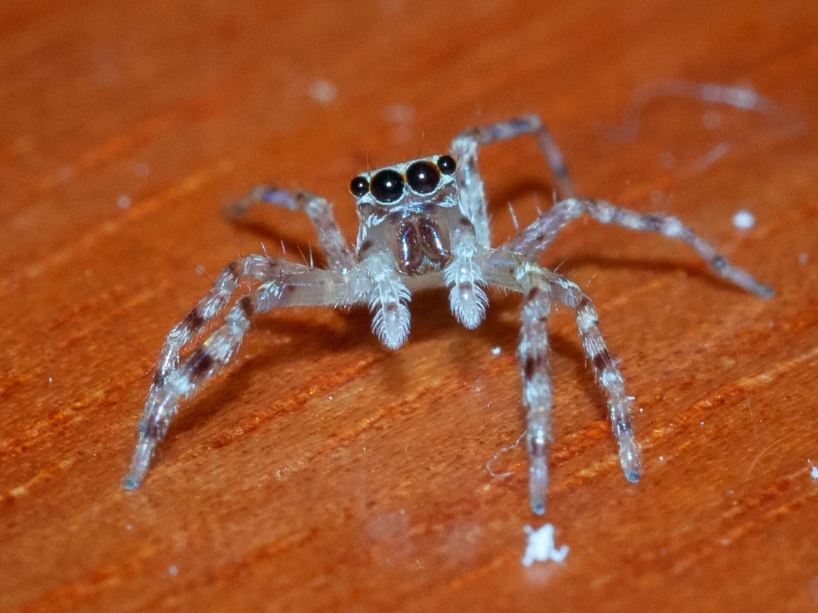 She turns to look at me … as Jumping Spiders do. Her large middle eyes are like telephoto lenses , capable of excellent form vision. Family: Sparassidae