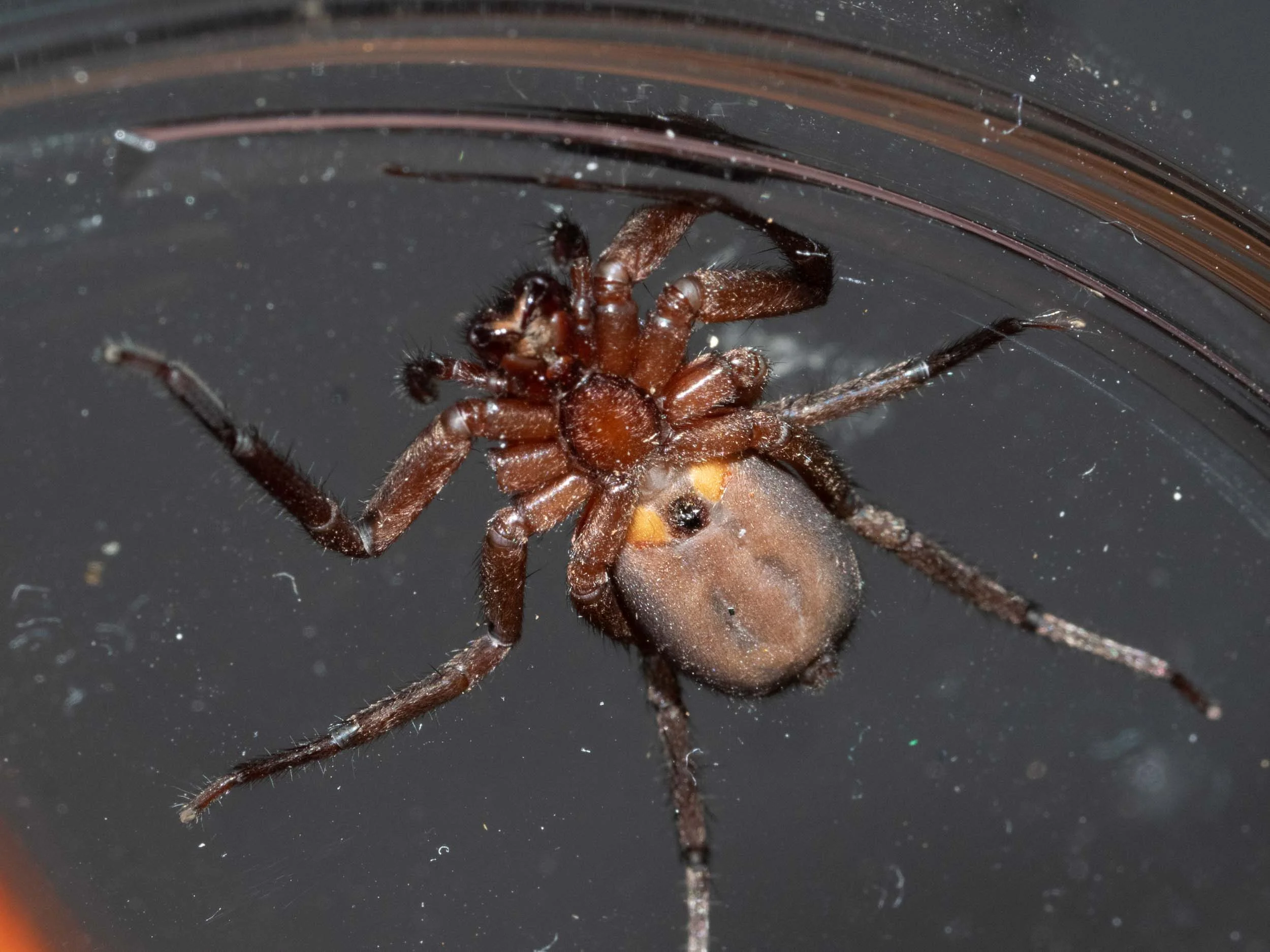 This spider is a female . The dark spot between the two book lungs, on the underside of the abdomen, is the telling feature. Family: Gnaphosidae