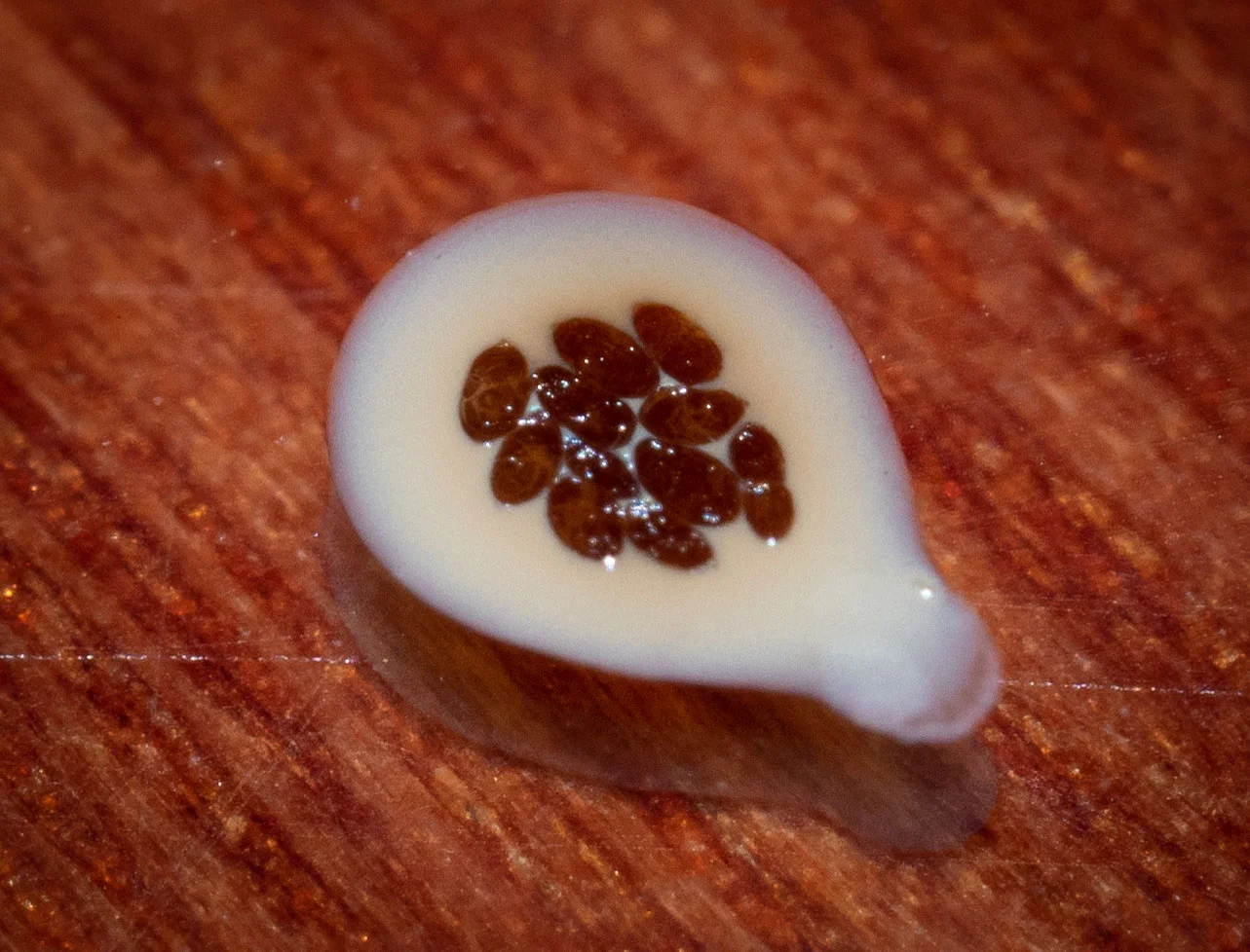 Another spider left a small deposit, this one a little different in shape and design. Quite artistic, really . It contains waste material from the gut as well as from the spider equivalent of kidneys (the Malpighian tubules).