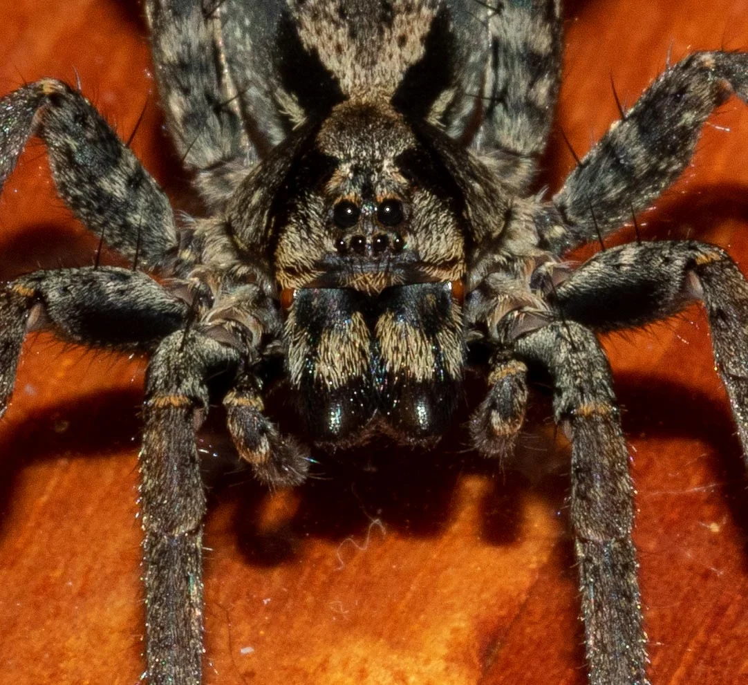 The eye pattern of wolf spiders is familiar to all fans of the Harry Potter movies. Looks rather like Aragog, doesn’t she!?! Family: Lycosidae
