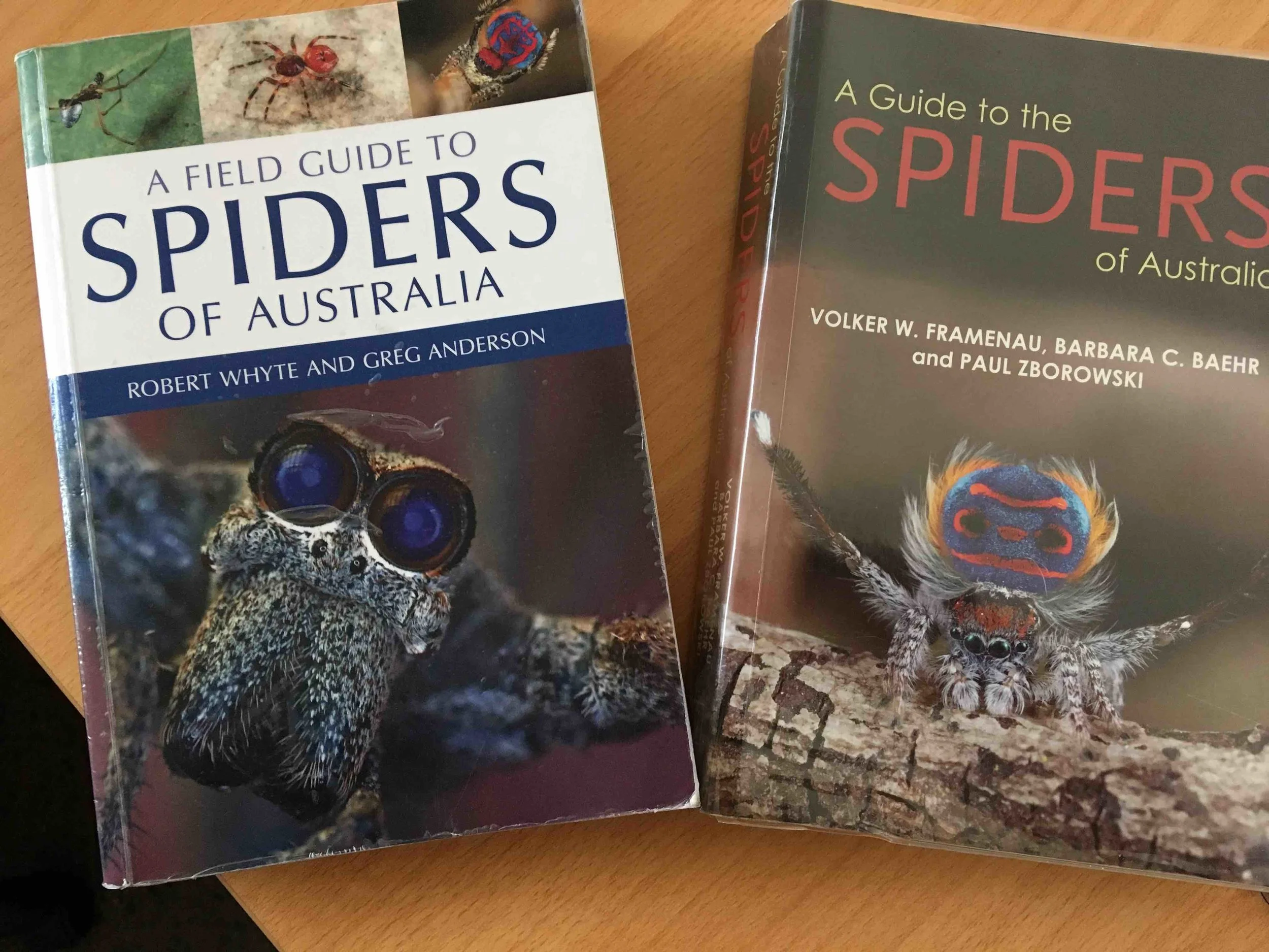 Two excellent books on Australian spider families - see reference section below for full details.