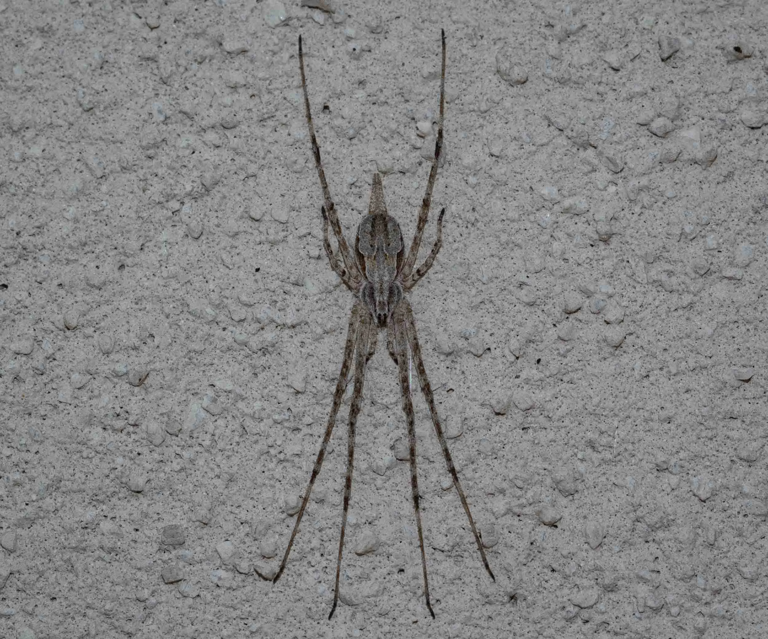 Now back in the usual spot on the wall of the house, but this Two-tailed Spider seems darker than usual. They are reported to change colour to blend in with their surroundings, so perhaps it will lighten up again now that it’s back home. Family: Hersiliidae