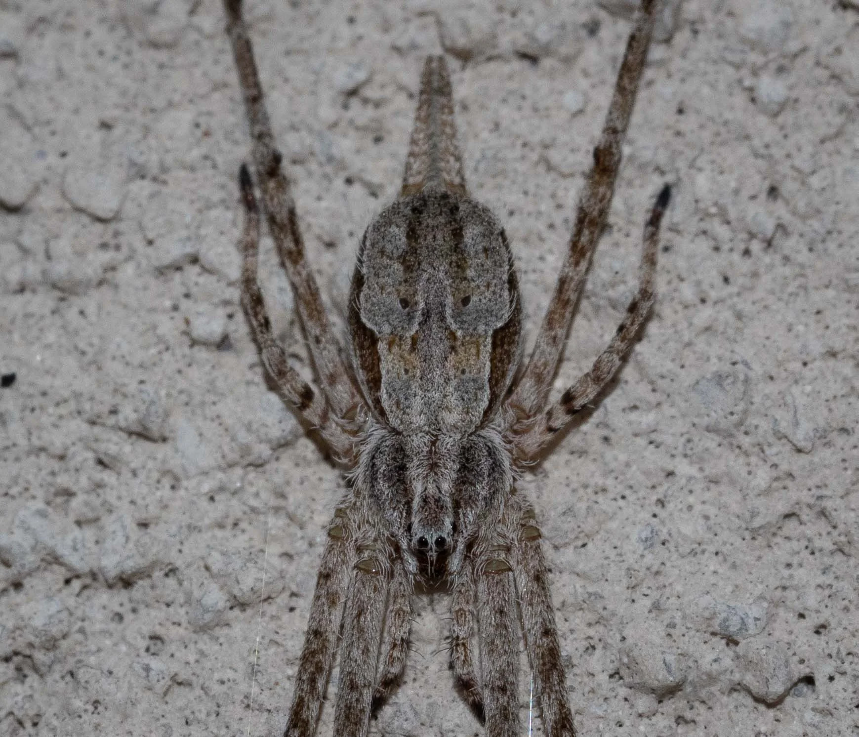 During the workshop, Allan and others puzzled over the deep dimples on this spider’s abdomen. I can confirm that they mark the sites of muscle attachment (apodemes) - internal extensions of the cuticle that provide surface area and strength for the strong muscles that depress the abdomen.