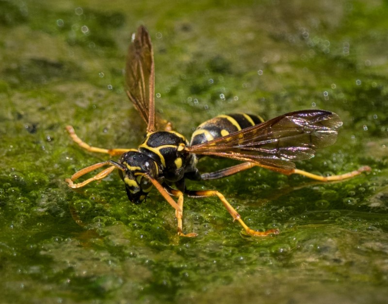 Asian Paper Wasp (Polistes chinensis)