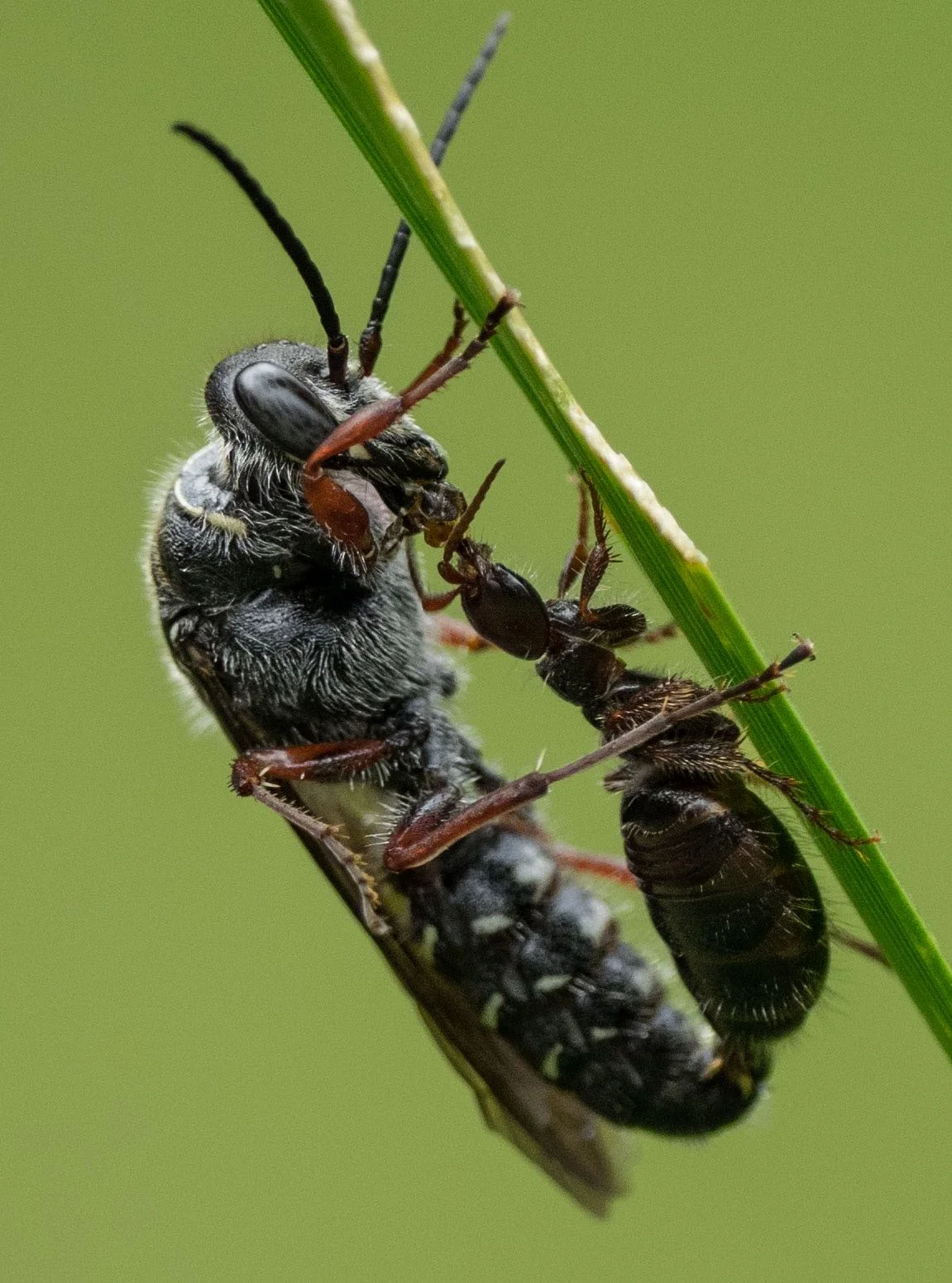 Male wasp feeding the flightless female (Family: Tiphiidae)