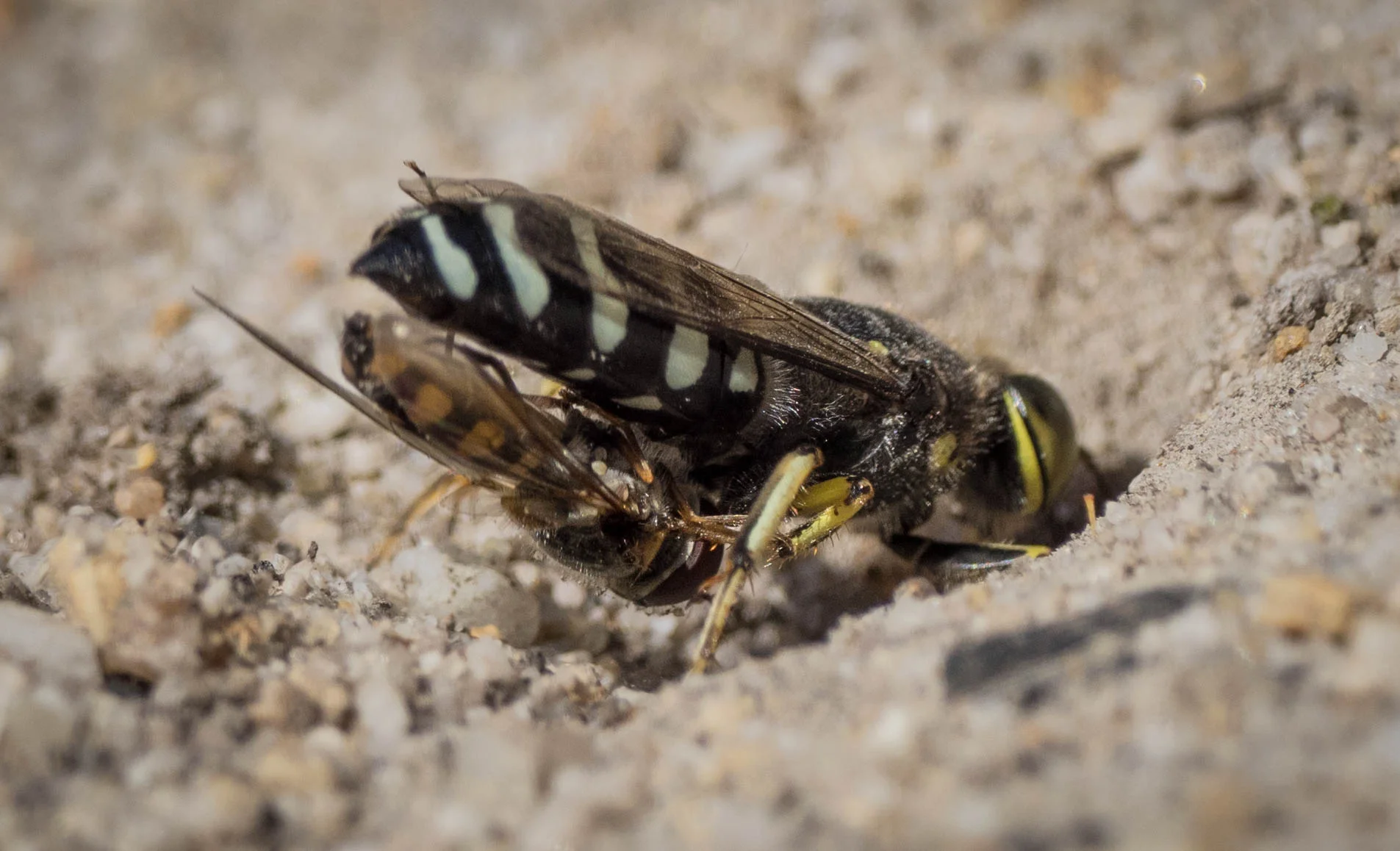 Digging open the door to deliver the next meal Bembix sp. (Family: Crabronidae; subfamily: Bembicinae)