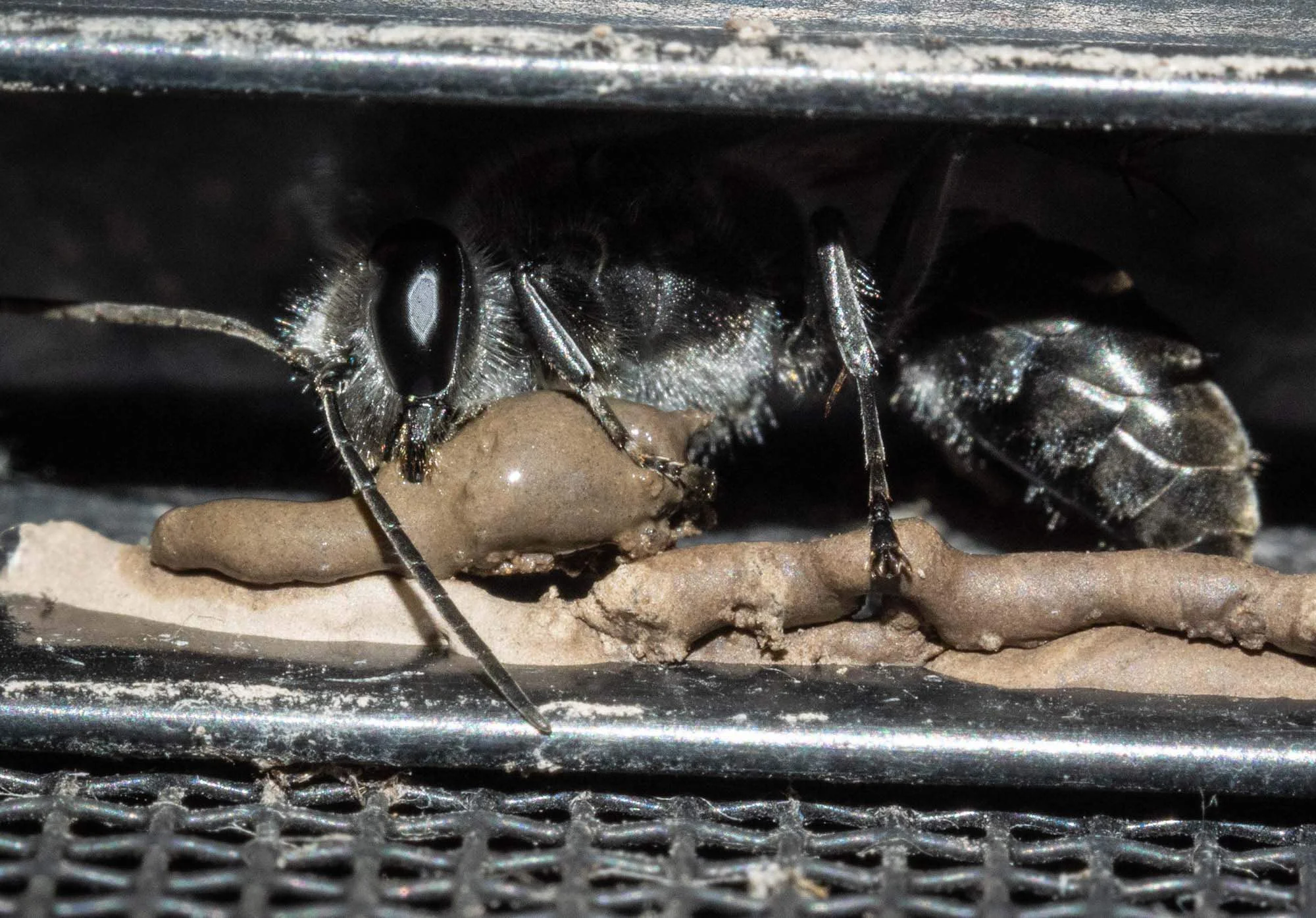 Setting another mud layer in place, like soft clay bricks in a wall. ( Pison sp. Family: Crabronidae; subfamily Crabroninae)