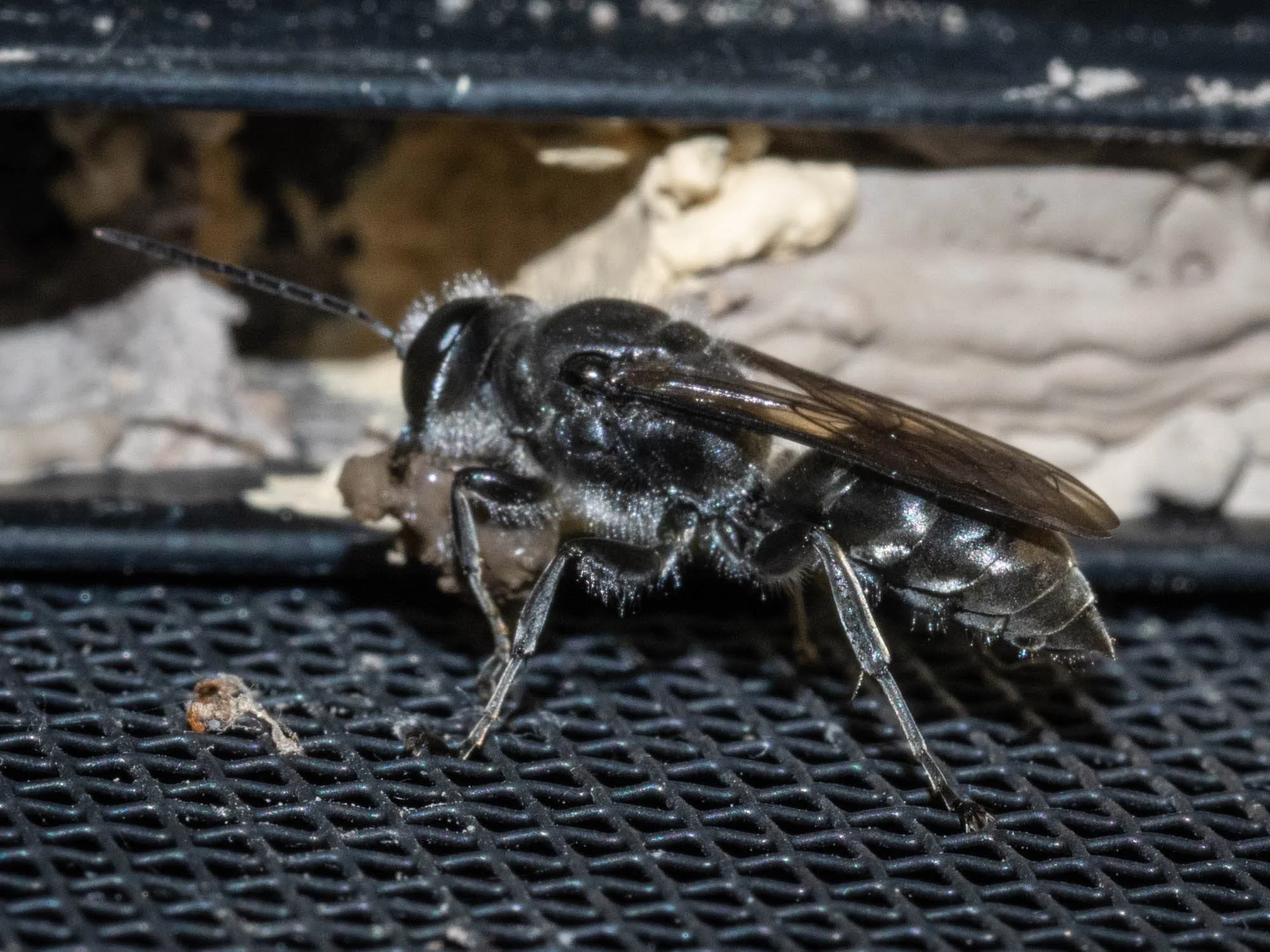 Delivering another load of mud to the growing nest. ( Pison sp. Family: Crabronidae; subfamily Crabroninae)