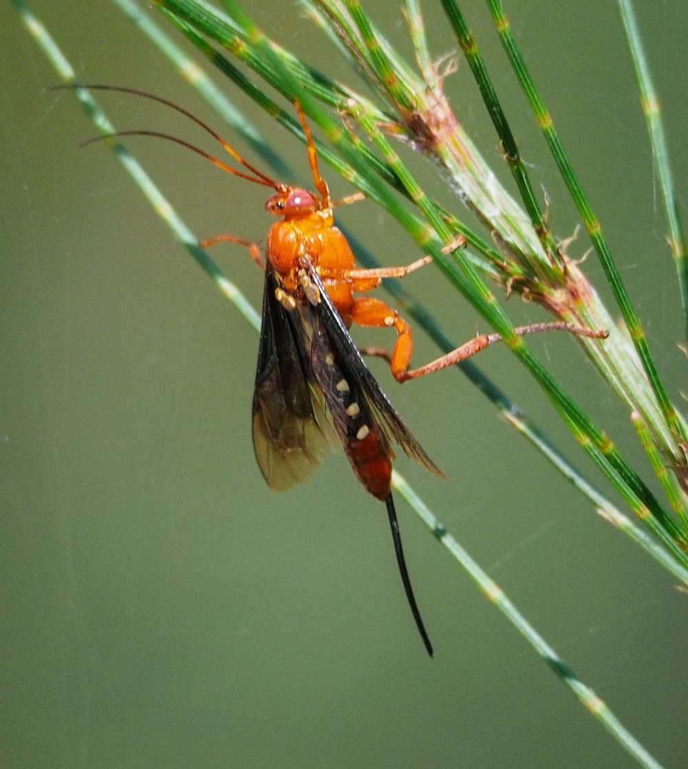 Parasitic Wasp