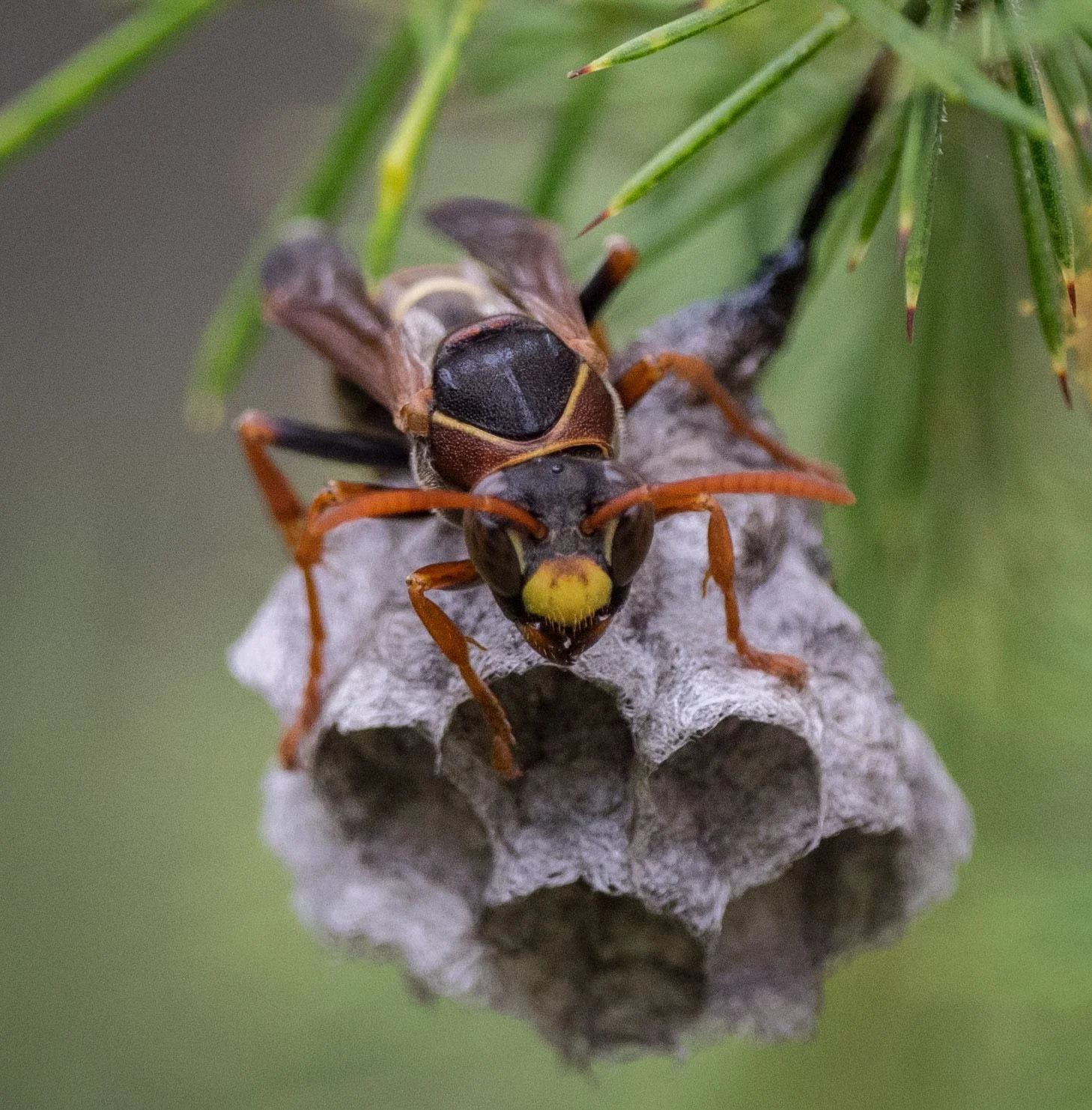 Black Flower Wasp Dangerous Best Flower Site
