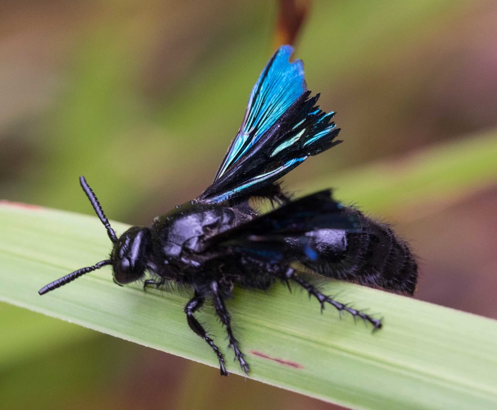 Blue 'Flower Wasp'