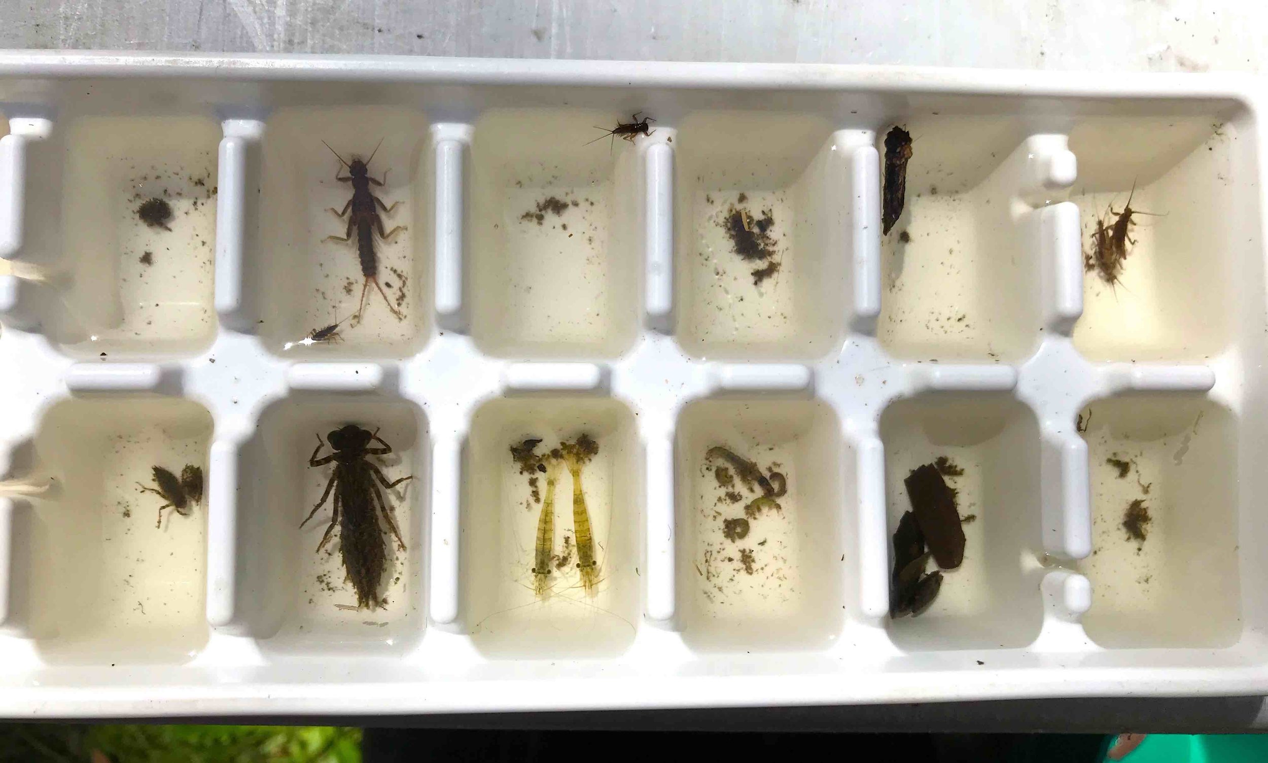 Waterbugs in tray 3.jpg