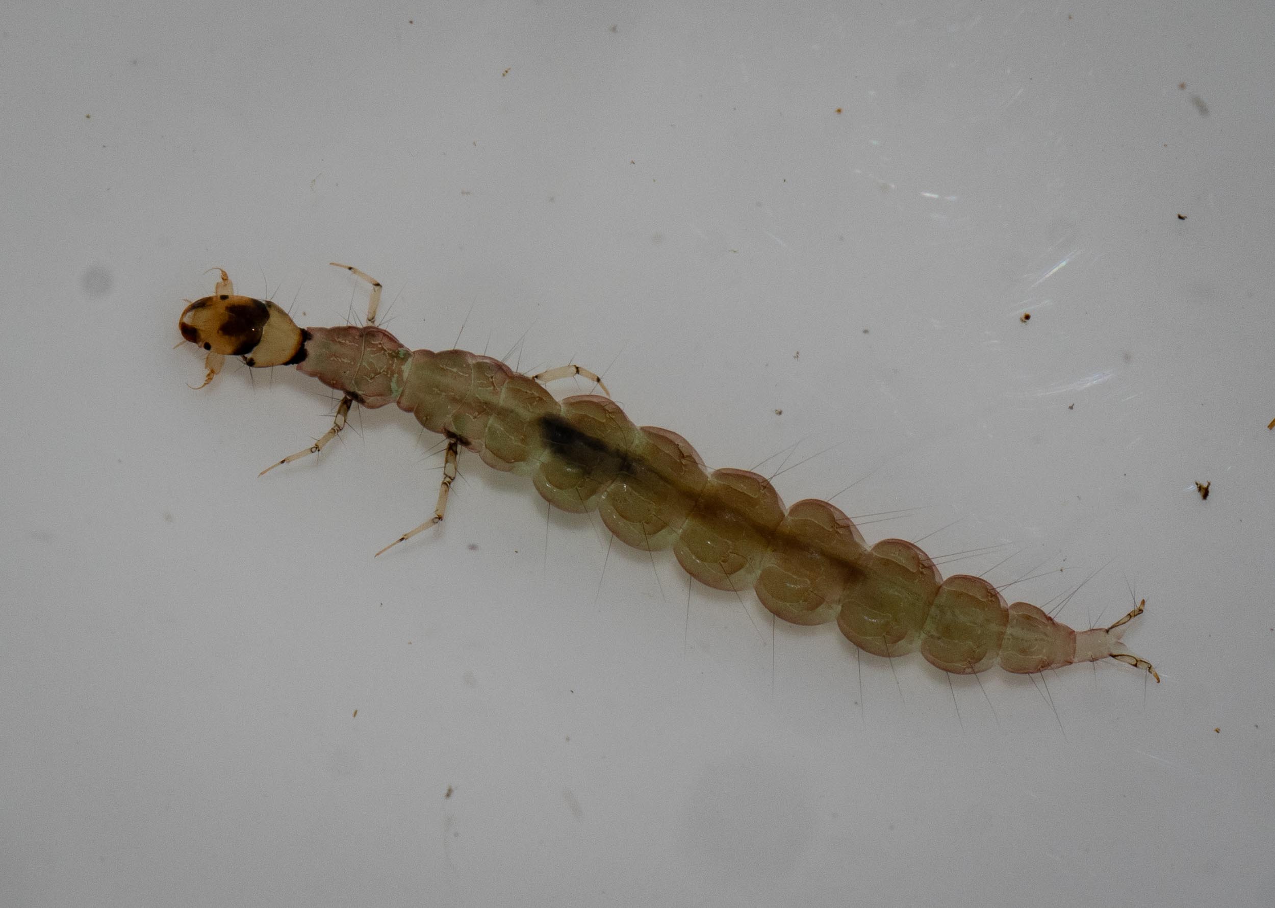 caddisfly larva