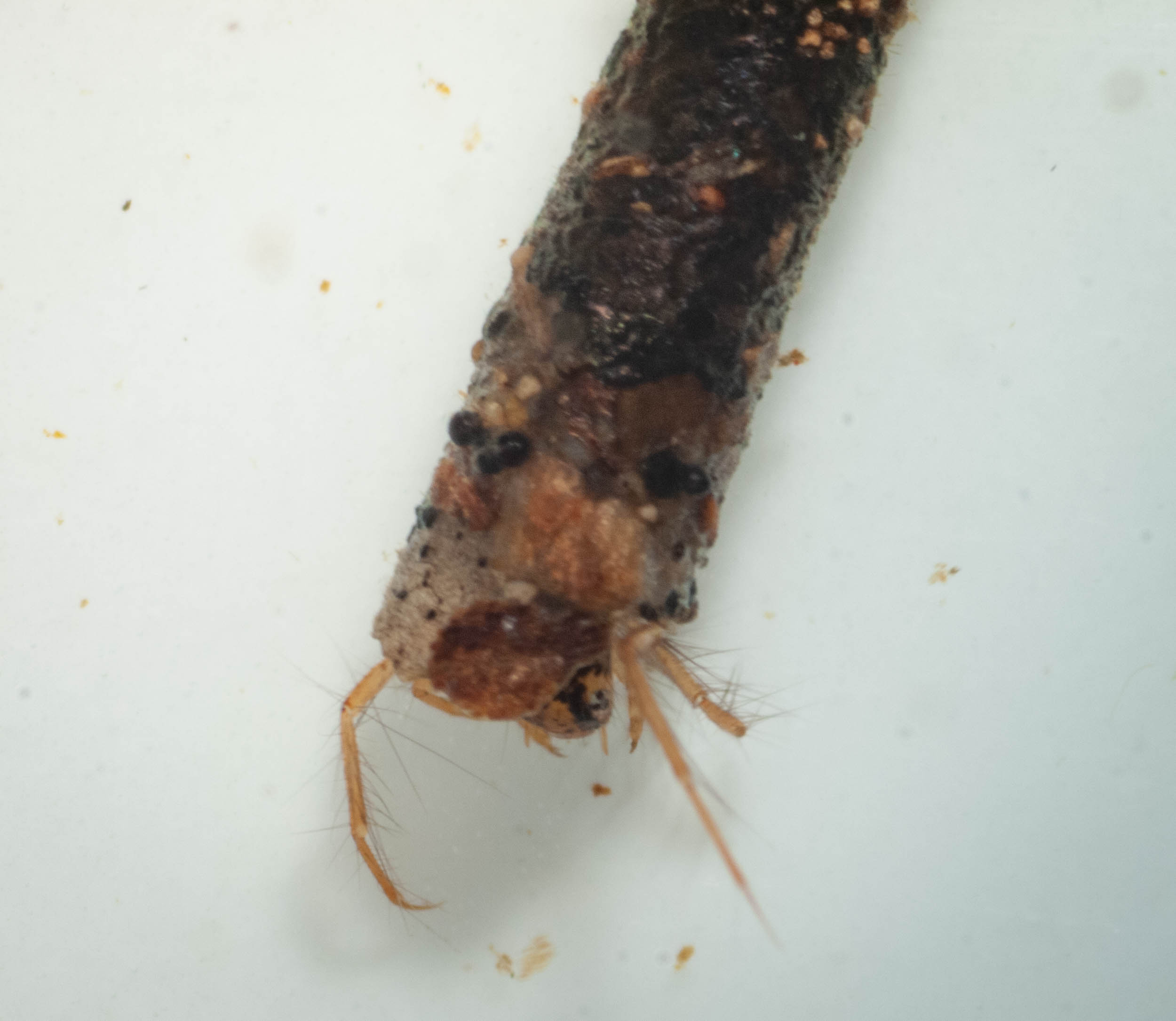 caddisfly larva