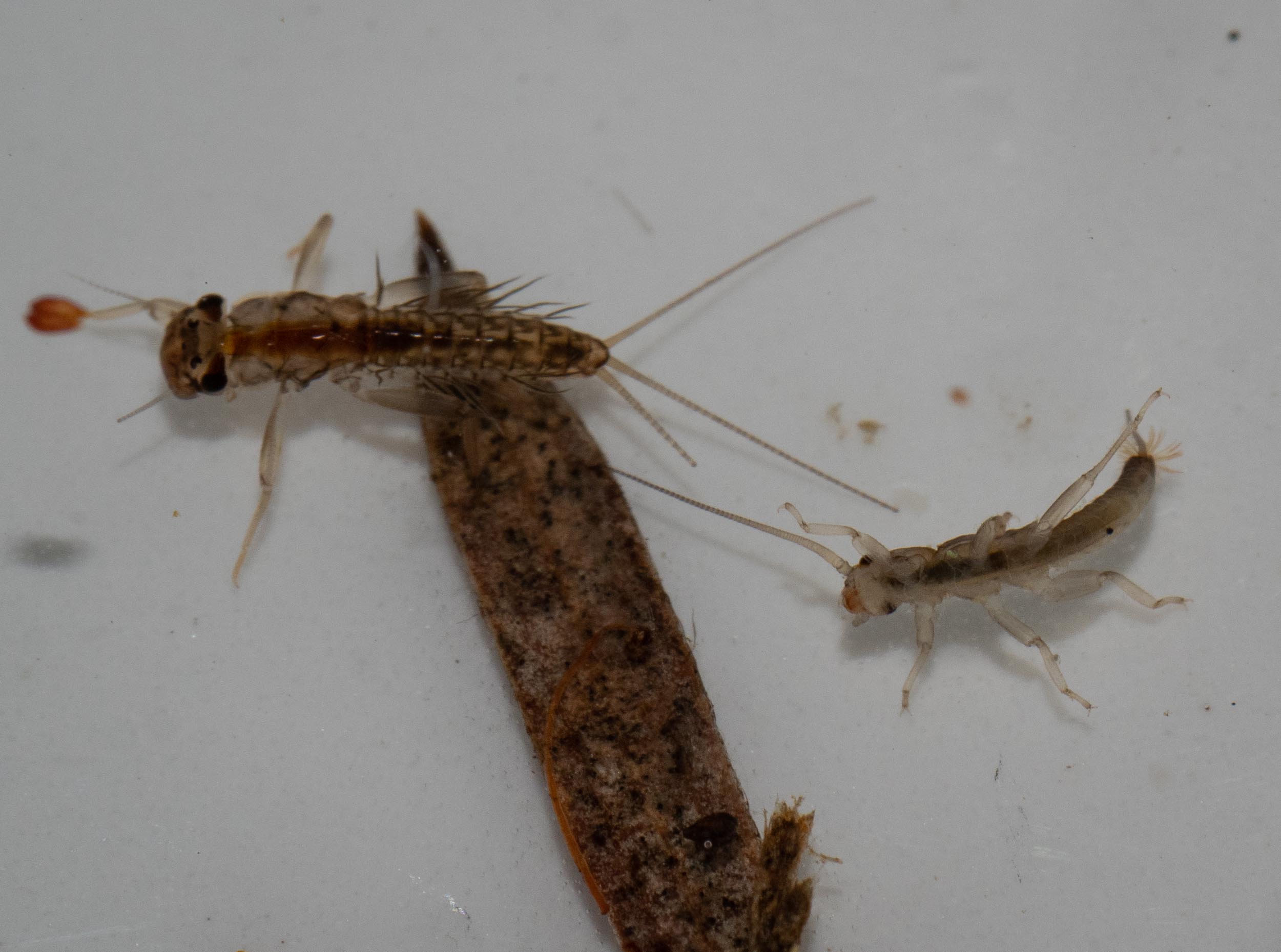 mayfly and stonefly larvae