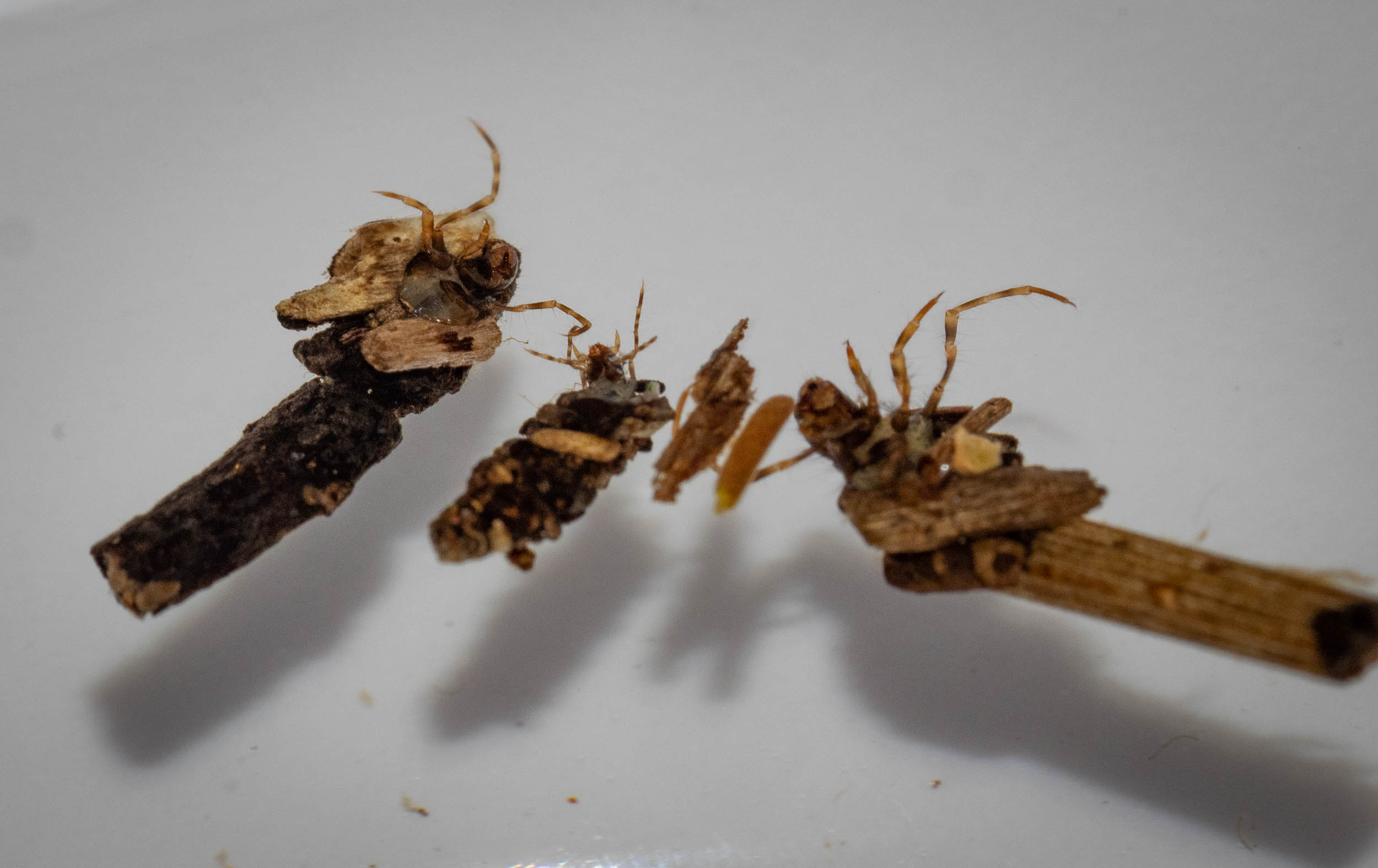 caddisfly larvae