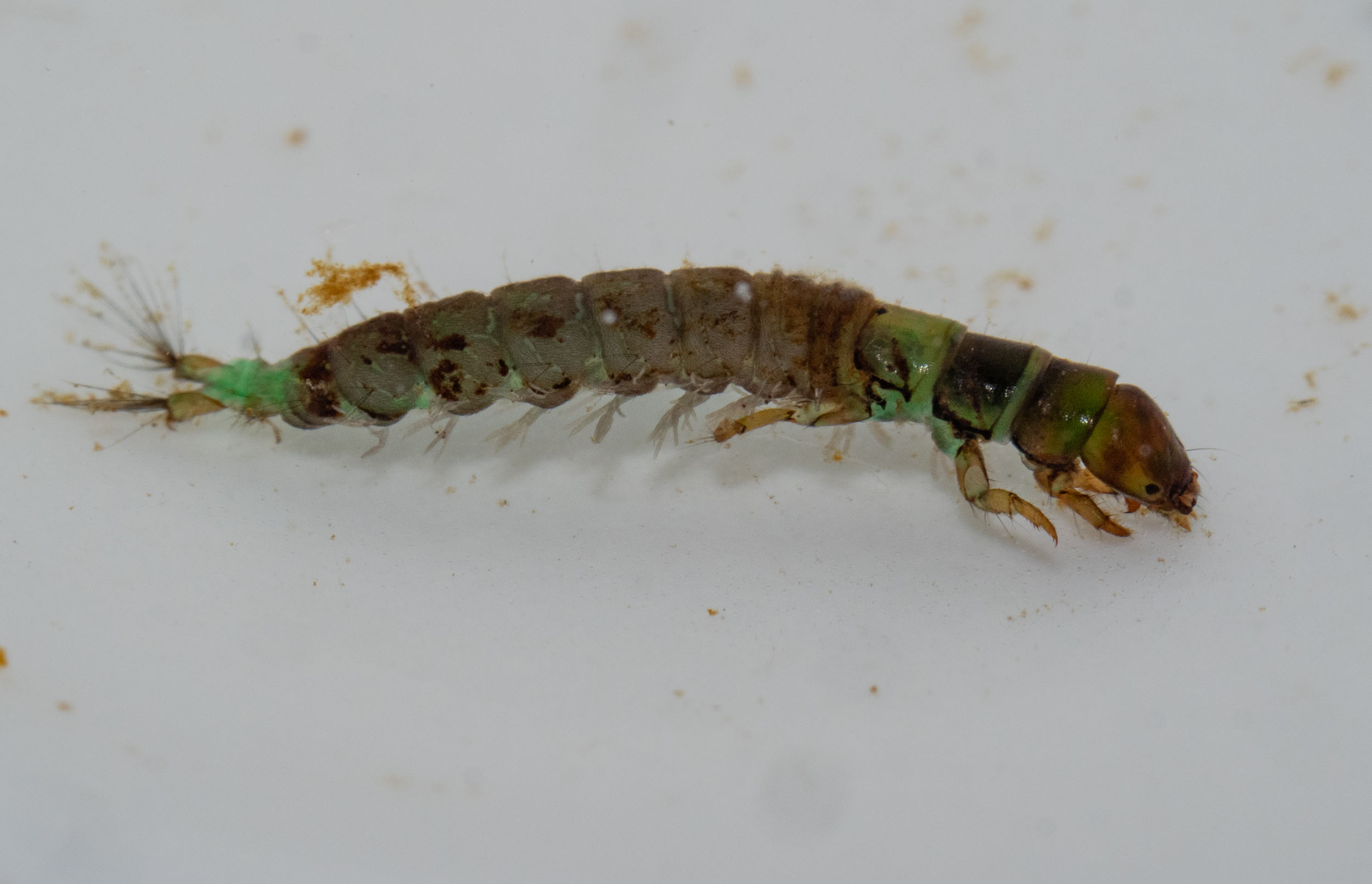 caddisfly larva